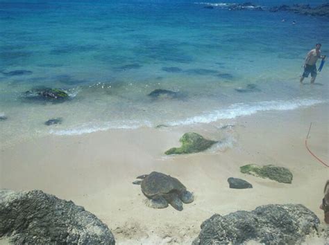 Laniakea Turtle Beach In Haleiwa Hi Mornings Are Optimal Time