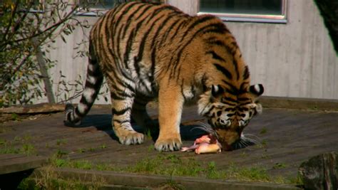 Siberian Tiger Eating Meat 2 Stock Footage Video 100 Royalty Free