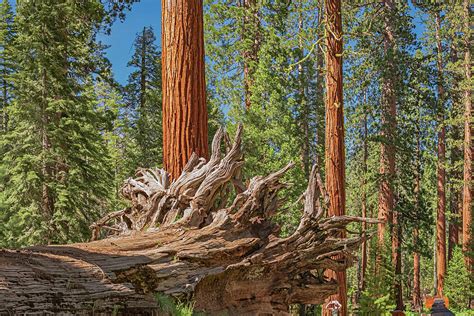 Standing Sequoia Trees And Lying Giant Sequoia Roots Photograph By Luu
