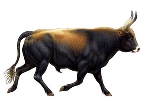 Aurochs Extinct Animals Prehistoric Wildlife Ancient Animals