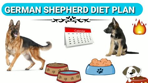 Raw chicken liver (just a couple of pieces) cottage cheese. German Shepherd Diet Plan | In Hindi | German shepherd ...