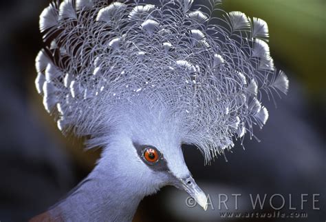 Special Edition Top 25 Wild Bird Photographs By Art Wolfe © National
