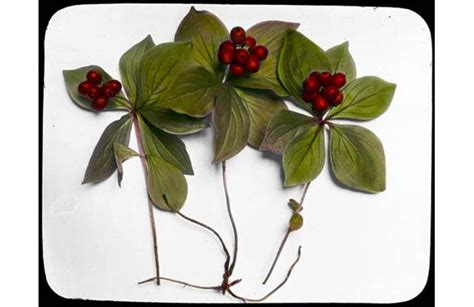bunchberry (Cornus canadensis) | Herbalism, Plants, Canadensis