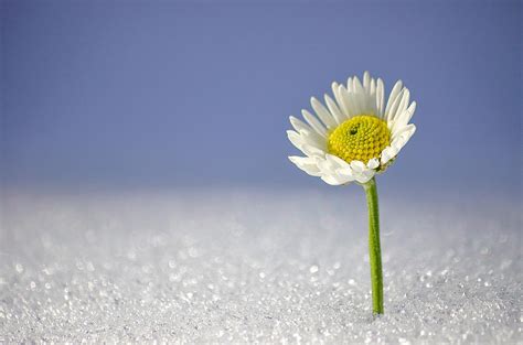 Daisy Flower In Snow With Purple Photograph By Lynn Langmade