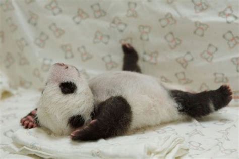 Panda Cub Mother Reunited At Taiwan Zoo