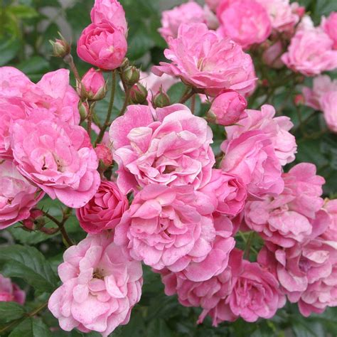 Here Are The Easiest Ways To Grow Roses Rose Varieties Rose Plant