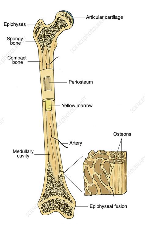 Illustration Of Bone Structure Stock Image C0172651 Science