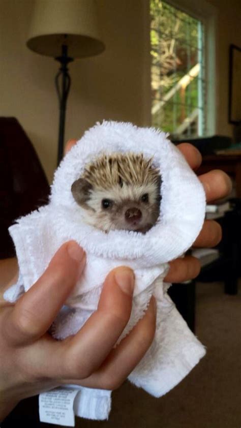 Bath Hedgehog Cute Animals Hedgehog Animals