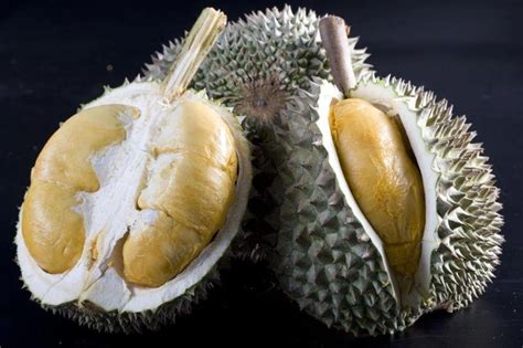 Indonesian durian outside of sumatra is also not as good imhe. Tanaman Durian Duri Hitam | SamudraBibit.com