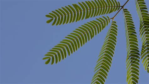 How To Take Care Of A Mimosa Pudica Garden Guides
