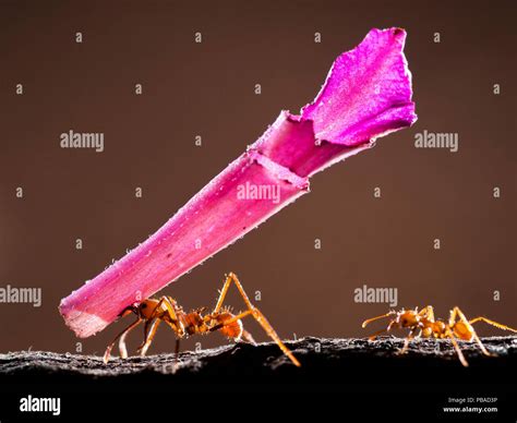 Leaf Cutter Ant Atta Sp Carrying Pink Flower Segment Santa Rita