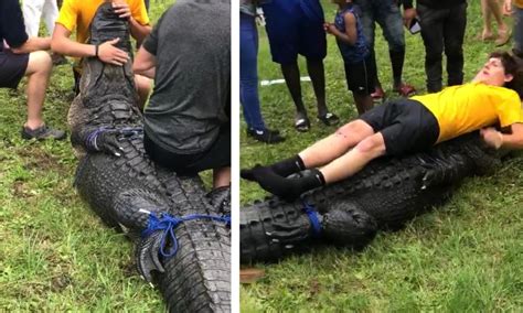 Sc Woman Was Taking Photos Alligator Right Before Attack