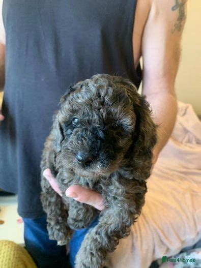 6 Stunning Toy Poodle Puppies For Sale Derby Pets4homes