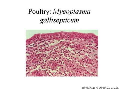 Mycoplasma Gallisepticum Alchetron The Free Social Encyclopedia