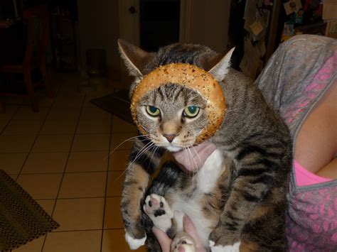 My Cat Wearing A Fashionable Bagel Cats Animals Cute