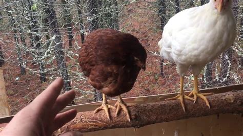 How To Get Your Chickens To Lay In Their Coop Youtube