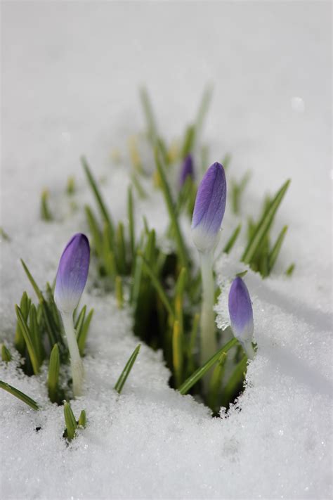 Crocuses And Snow Birds And Blooms