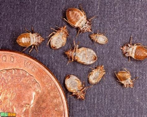 Get Rid Of Bed Bugs Fast Naturally By Applying Diametecous Earth To