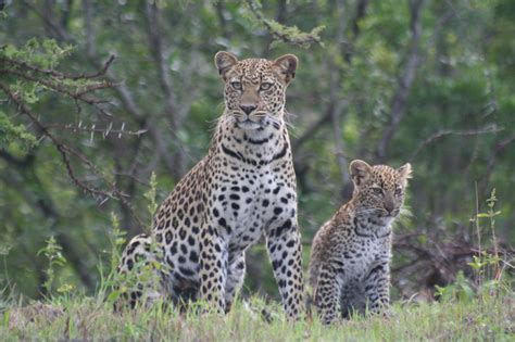 Leopard Mother And Cub In The Masai Mara Safari Consultants
