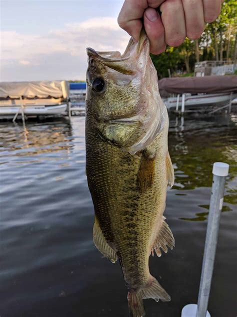 Largemouth Bass Seriously Everything You Need To Know