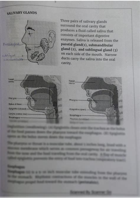 SOLUTION: Salivary glands esophagus stomach - Studypool