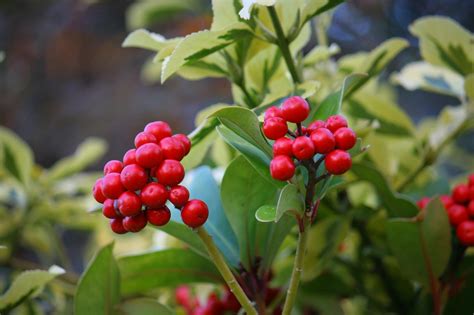 Viburnum Fruits Food Free Photo On Pixabay Pixabay