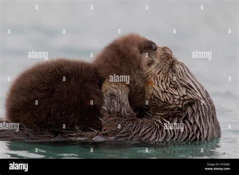 Sea Otter Enhydra Lutris Mother Grooming Pup Prince William Sound