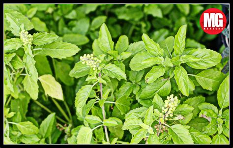 How To Grow And Care For Tulsi Plant Mahagro®