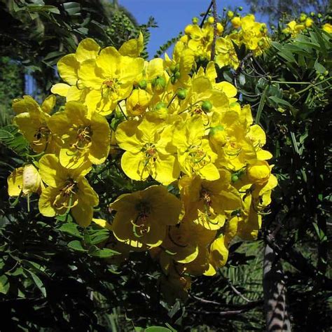 Gold Medallion Tree Cassia Leptophylla In Bloom Credits Abraxas3d