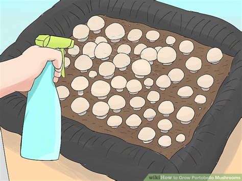 They can stay longer if they are stored in the refrigerator for about seven to ten days when in a brown paper bag, and how to grow portobello mushrooms? How to Grow Portobello Mushrooms: 13 Steps (with Pictures)