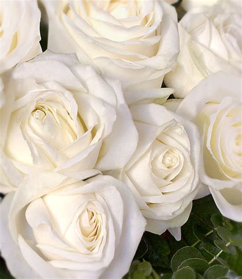 White Long Stem Roses Lilubee Snow White Vip Bouquet
