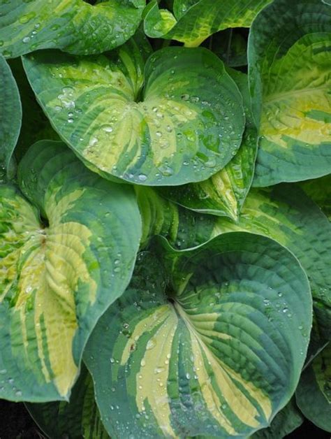 Green And Yellow Leaves With Water Droplets On Them