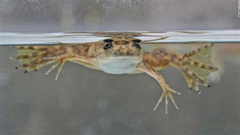 Can Humans Regrow Limbs Results Involving Frogs Reveal Promising
