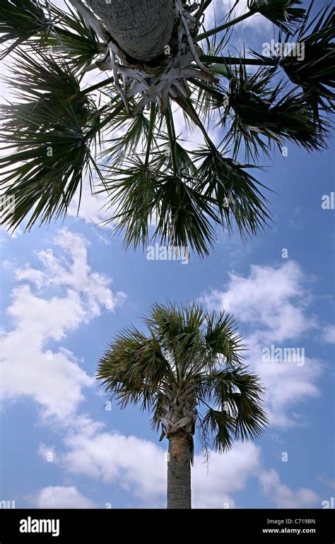 Palmetto Tree Hi Res Stock Photography And Images Alamy