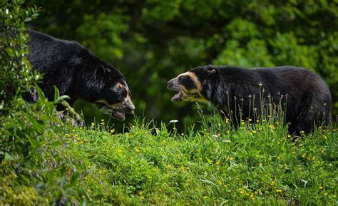 Chester Zoo Spectacled Bear Cheshire Live
