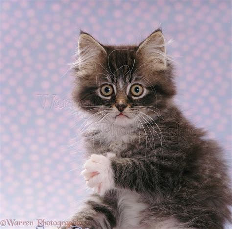 Portrait Of Fluffy Tabby Kitten Photo Wp08502
