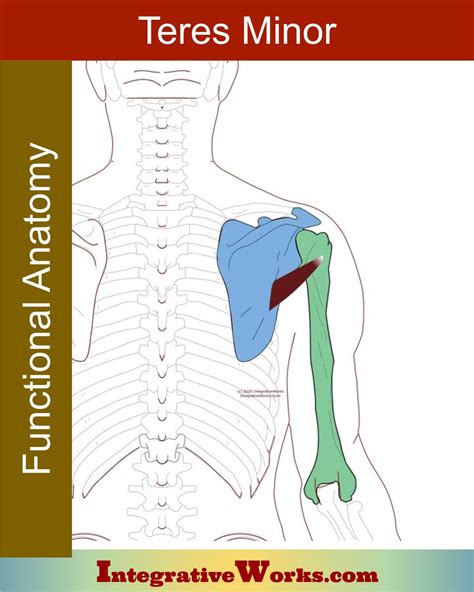 Teres Minor Functional Anatomy Integrative Works