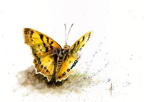 Orange Butterfly Malerei Als Poster Und Kunstdruck Von Andre Olwage