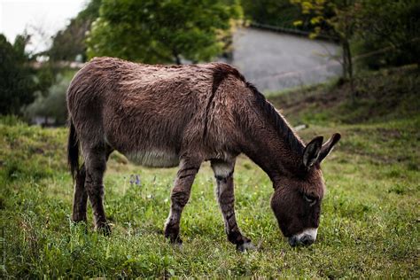 Detail Of Lovely Donkey In Field By Stocksy Contributor Alie