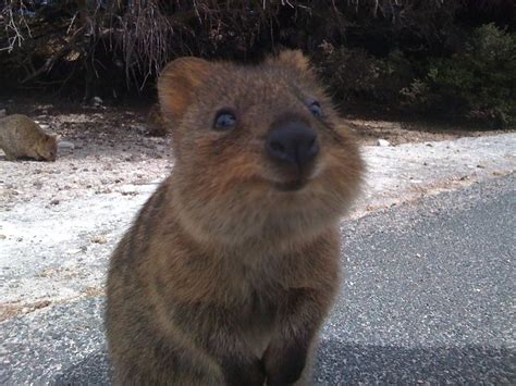 Hardcoreaww is for cute & dangerous animals that would kill you if they had the chance! Photos To Prove That The Quokka Is Indeed The Cutest ...