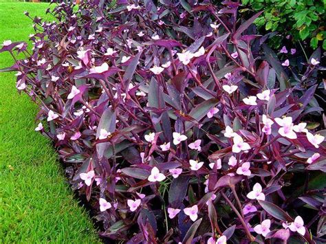 Show Off Your Purple Heart Purple Heart Plant Purple Plants Plants