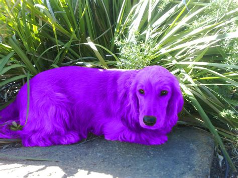 Purple Dog Purple Dog By ~jtmiller On Deviantart Dogs Purple Cute