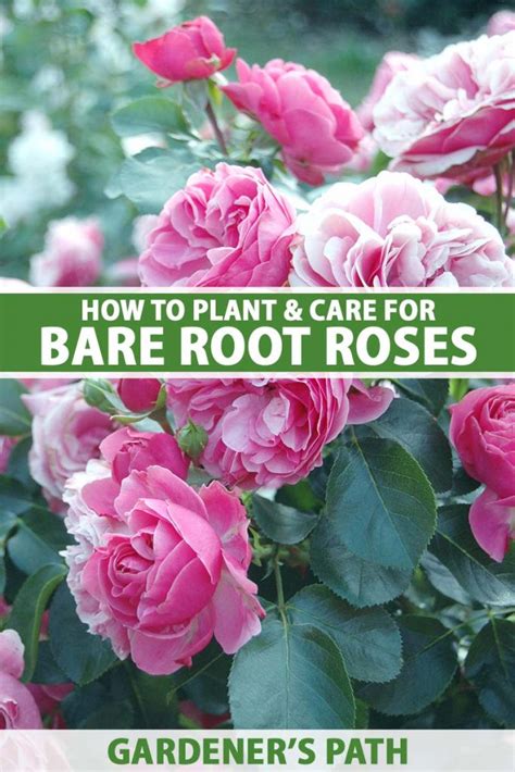 How To Plant And Care For Bare Root Roses Gardeners Path