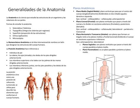 Generalidades De La Anatomia Generalidades De La Anatomia Images And