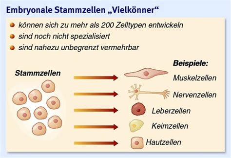Arbeitsblatt über zellinhalt auswählen von chris vom 19.02.2013. Zellaufbau Und Zellorganellen Chemgapedia für Zellen ...