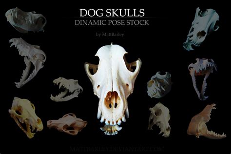 Realistic Dog Canine Skull Model Resin Skeleton Head Medical Teaching