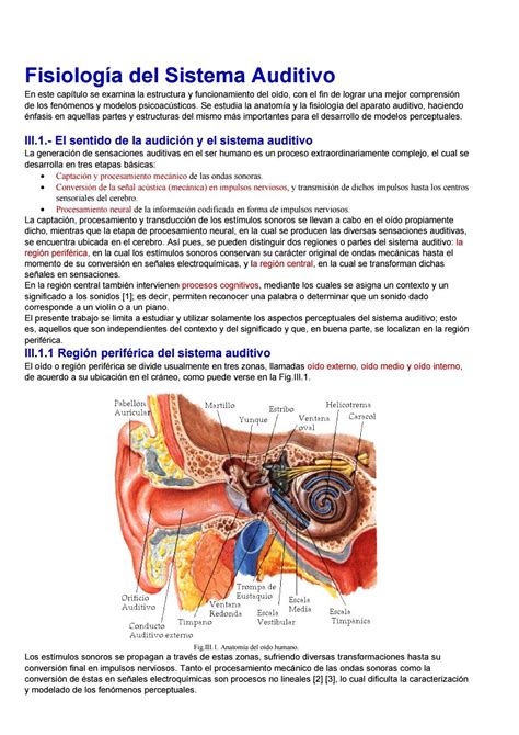 Sistema Auditivo By BREYDA MICHELL RAMIREZ JIMENEZ Issuu