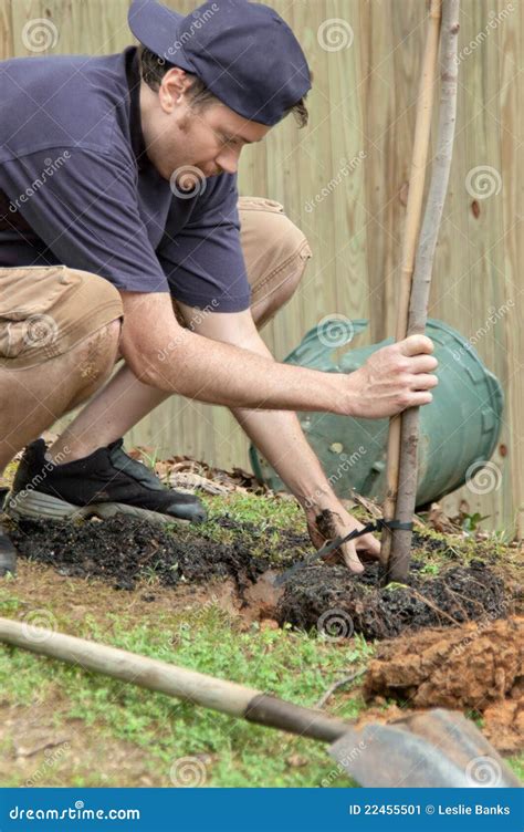 Man Planting A Tree Stock Image Image Of Planting Garden 22455501