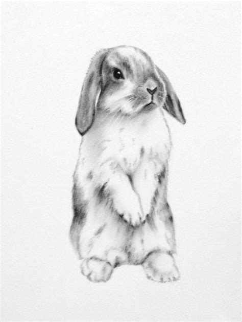 Sama Rysowałam ︎ Bunny Sketches Rabbit Drawing Bunny Art