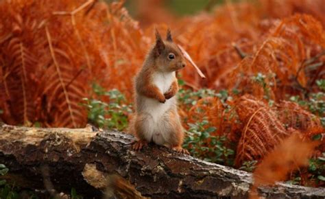 Red Squirrel Among Dead Bracken At Kinrara Northern Scotland Photo